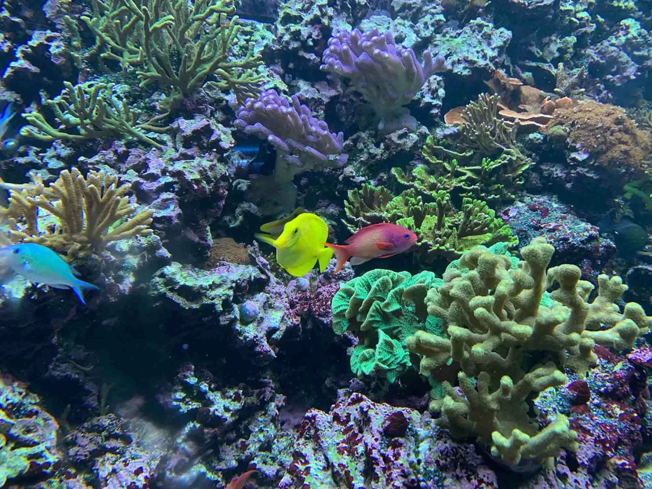 Things To Do in Brighton - SEA LIFE Brighton