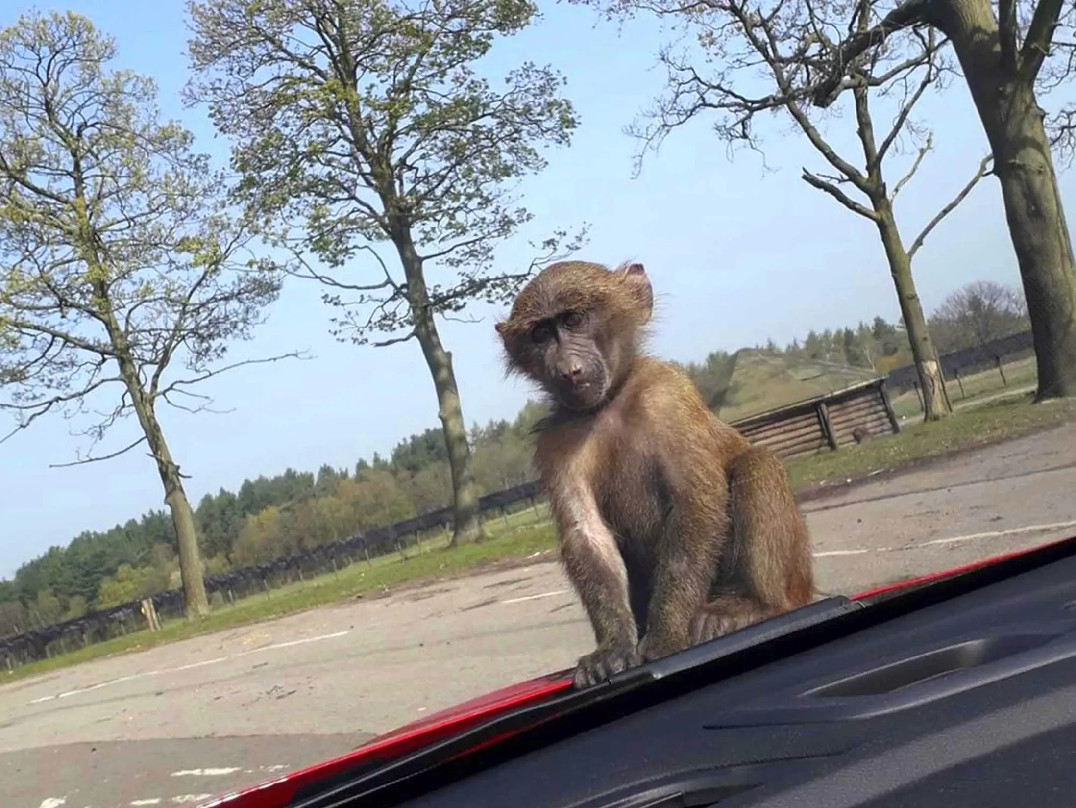 Things to Do in Liverpool - Knowsley Safari Park