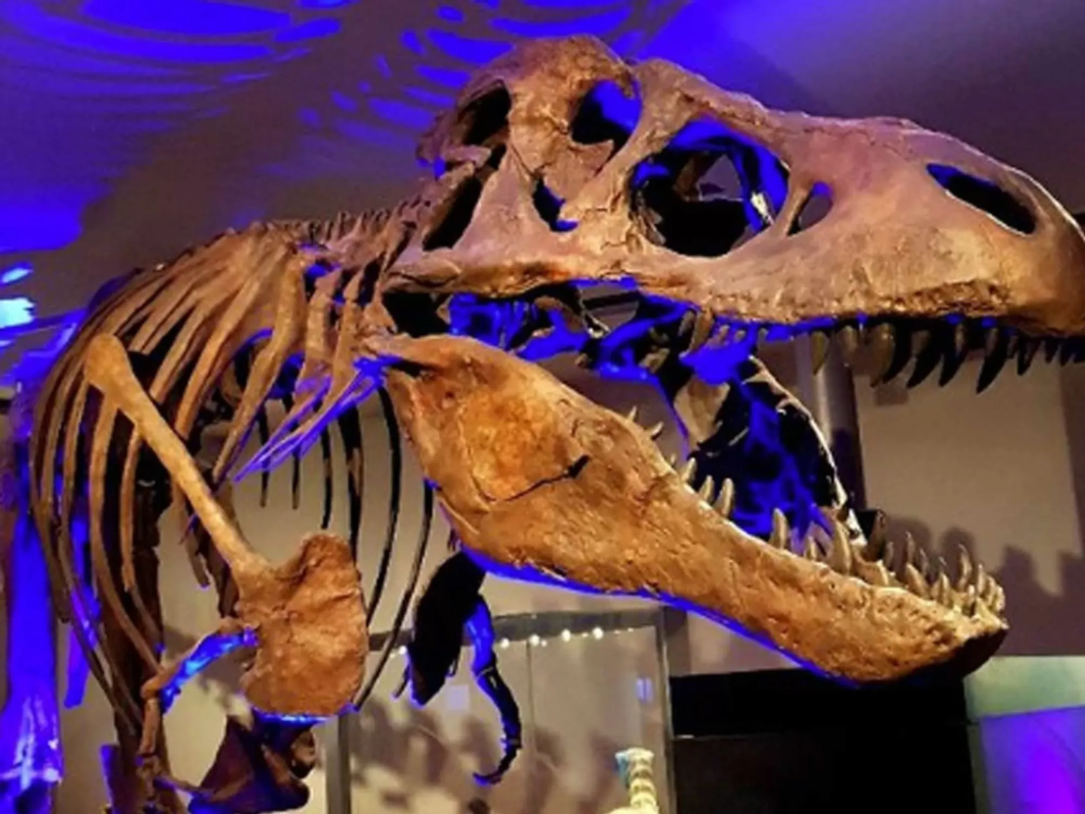 The Great North Museum