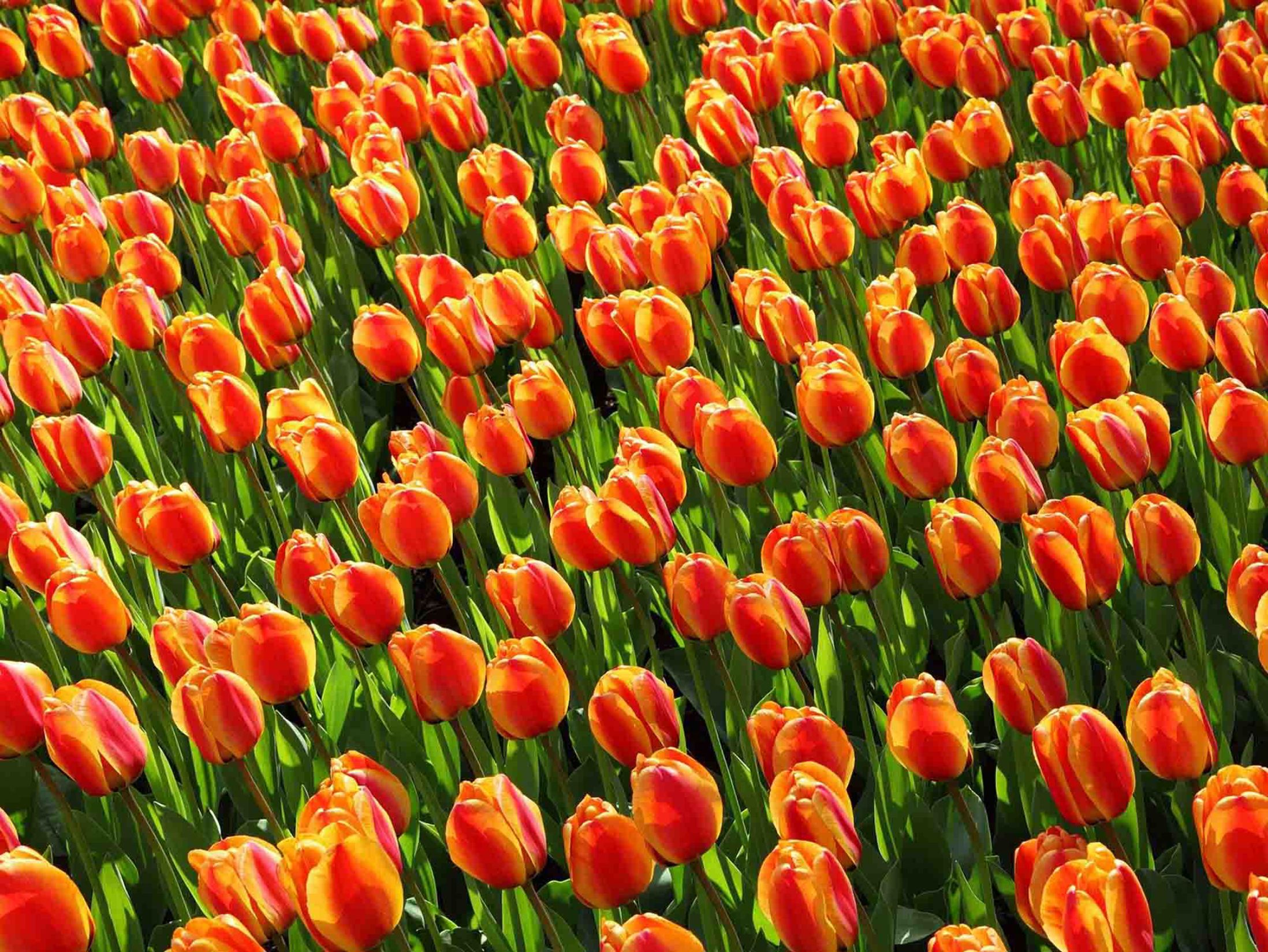 Top Attractions in Amsterdam - Tulip Fields