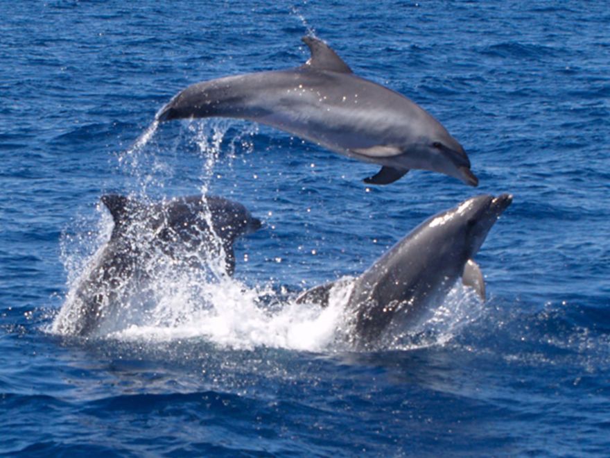 Dolphin Spotting Cruise