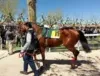 Horse Racing Experience